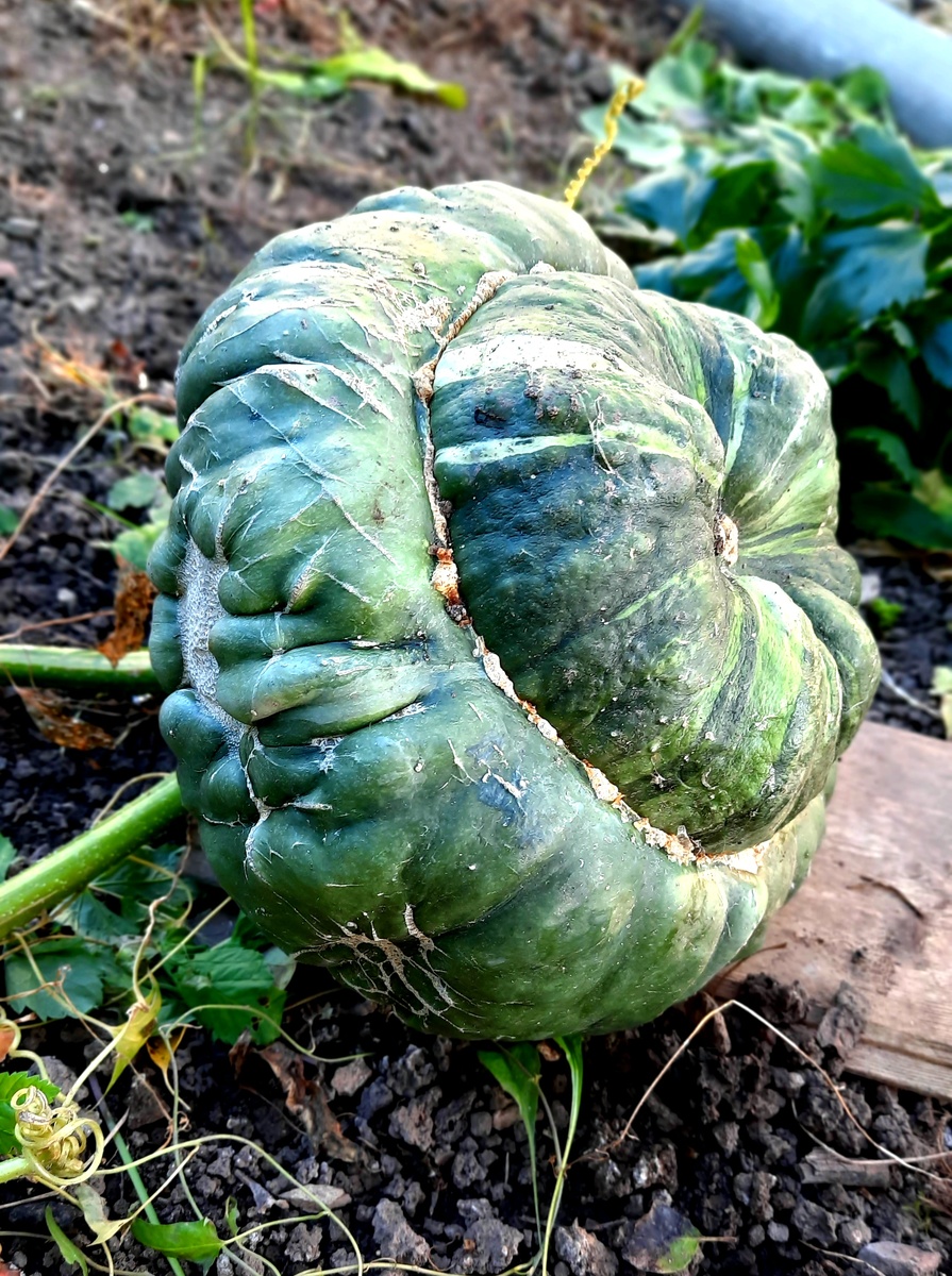 Тыква "Тортилла", 2023г.