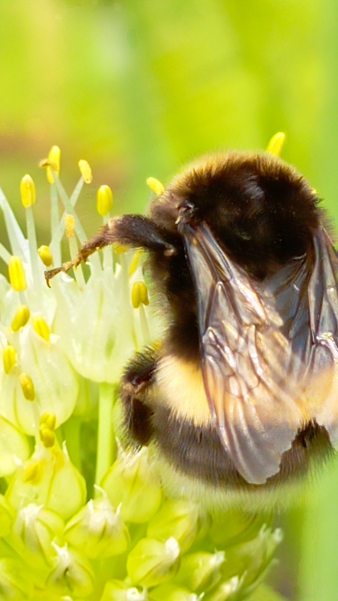 Пчелка даже не подозревает, что она работает, для нее это обычные будни.