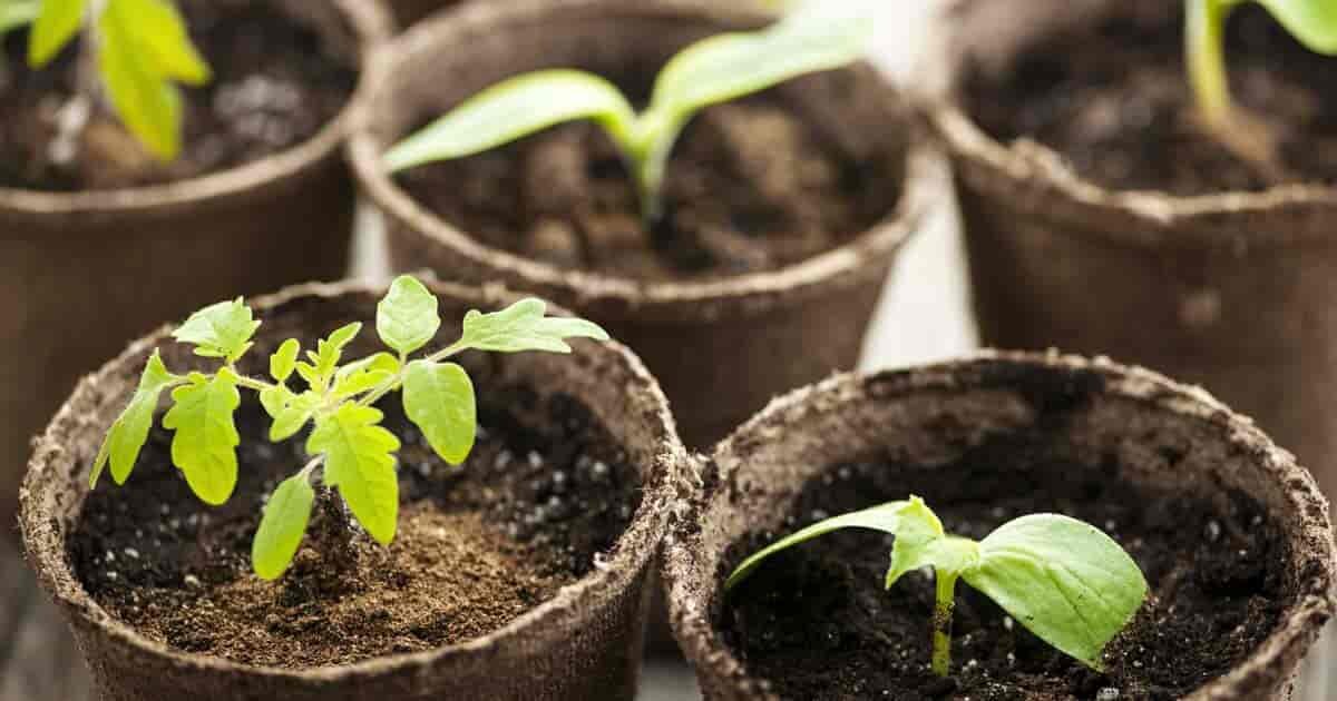 Можно сажать в бумажные стаканчики