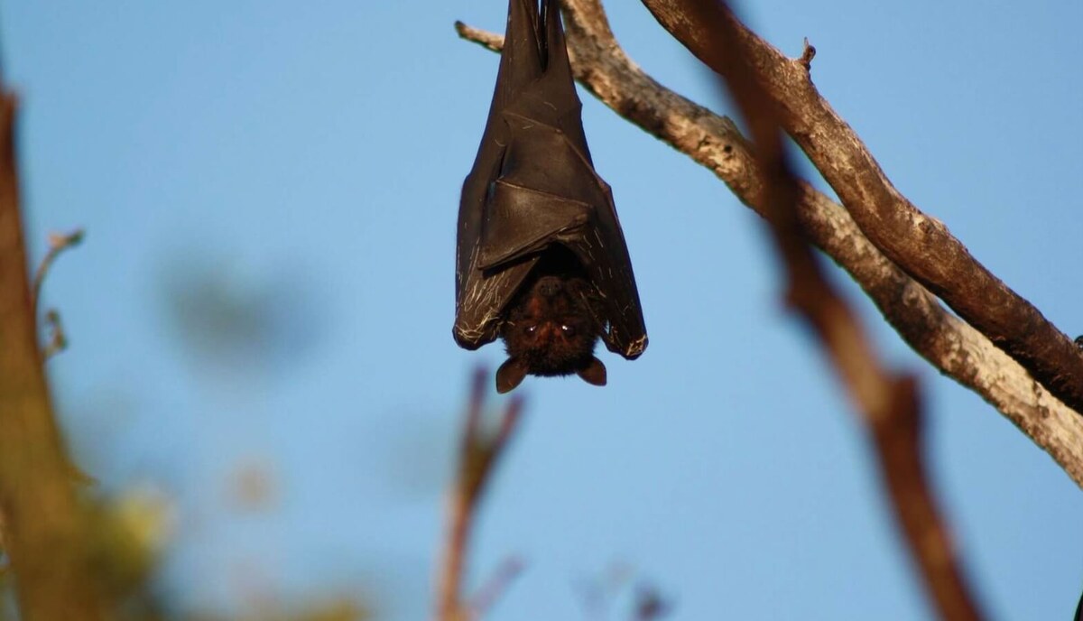    Летучие мыши — единственные млекопитающие, способные к настоящему полету, и они используют эхолокацию для навигации и охоты в темноте. Источник изображения: Live Science