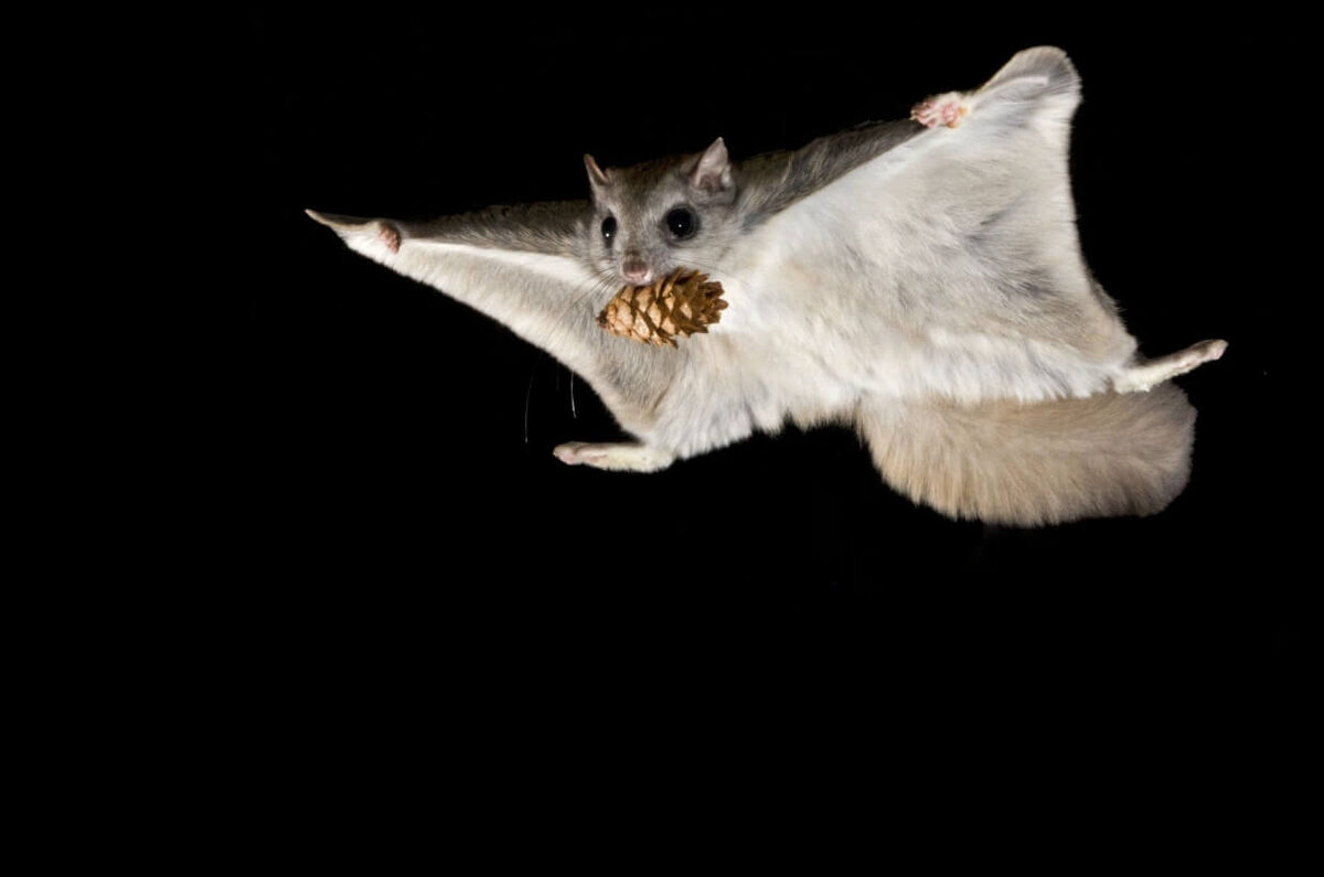    Древние предки летучих мышей летали как белки. Источник изображения: reddit.com