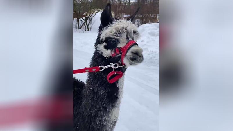    Фото: t.me/lenzoopark