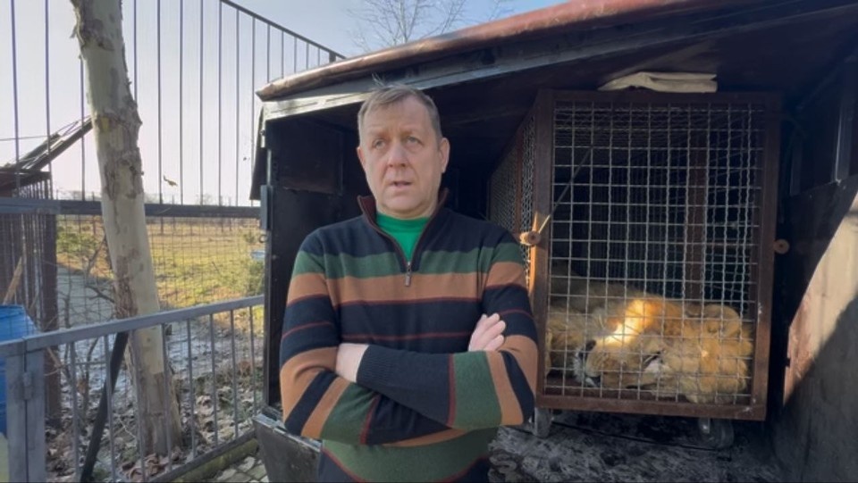    Льва усыпили перед транспортировкой. Фото: пресс-служба парка "Тайган"