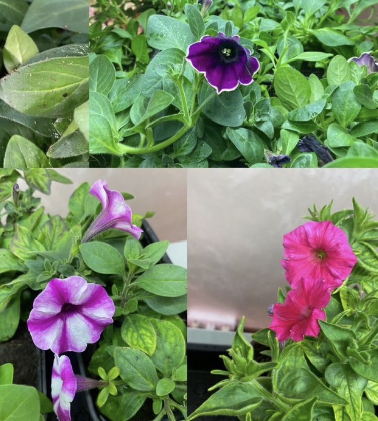 Расцветки обычные