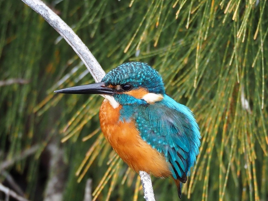 Обыкновенный зимородок, Тайвань, фото 葉子