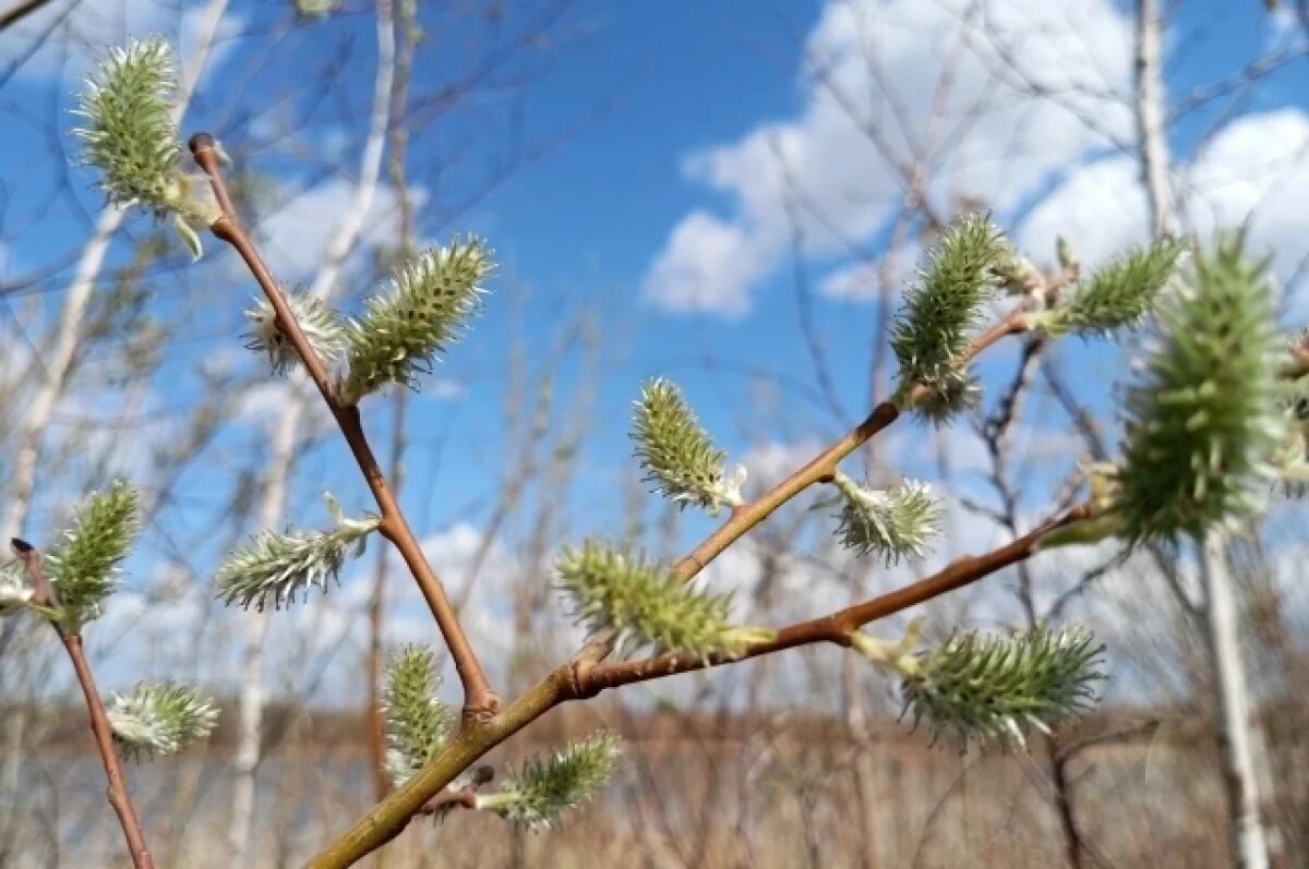    В Ярославле ожидается аномально теплая весна