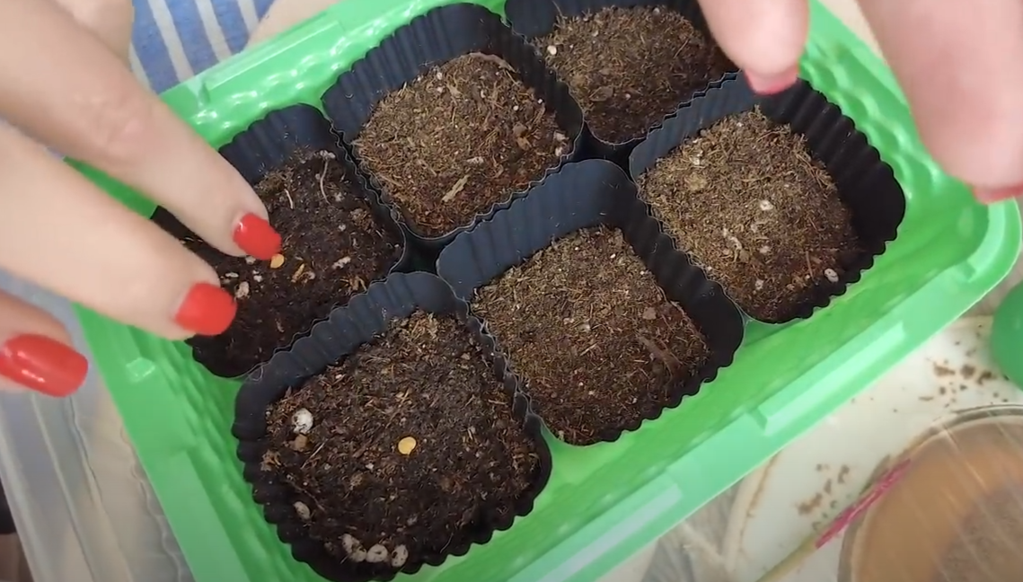 как использовать горячую воду при посеве семян