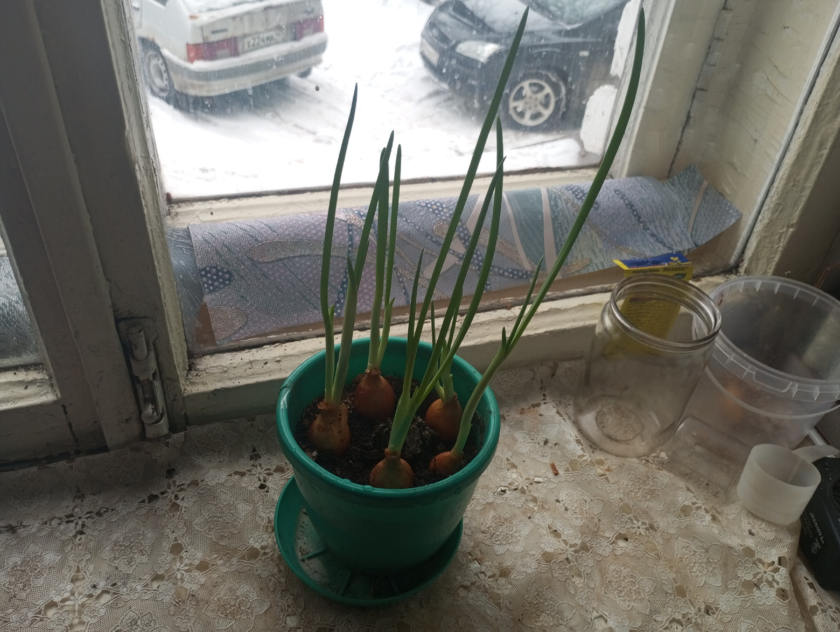 фото автора: лук в горшке на кухне 
