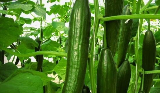 огуреце Апрельский 