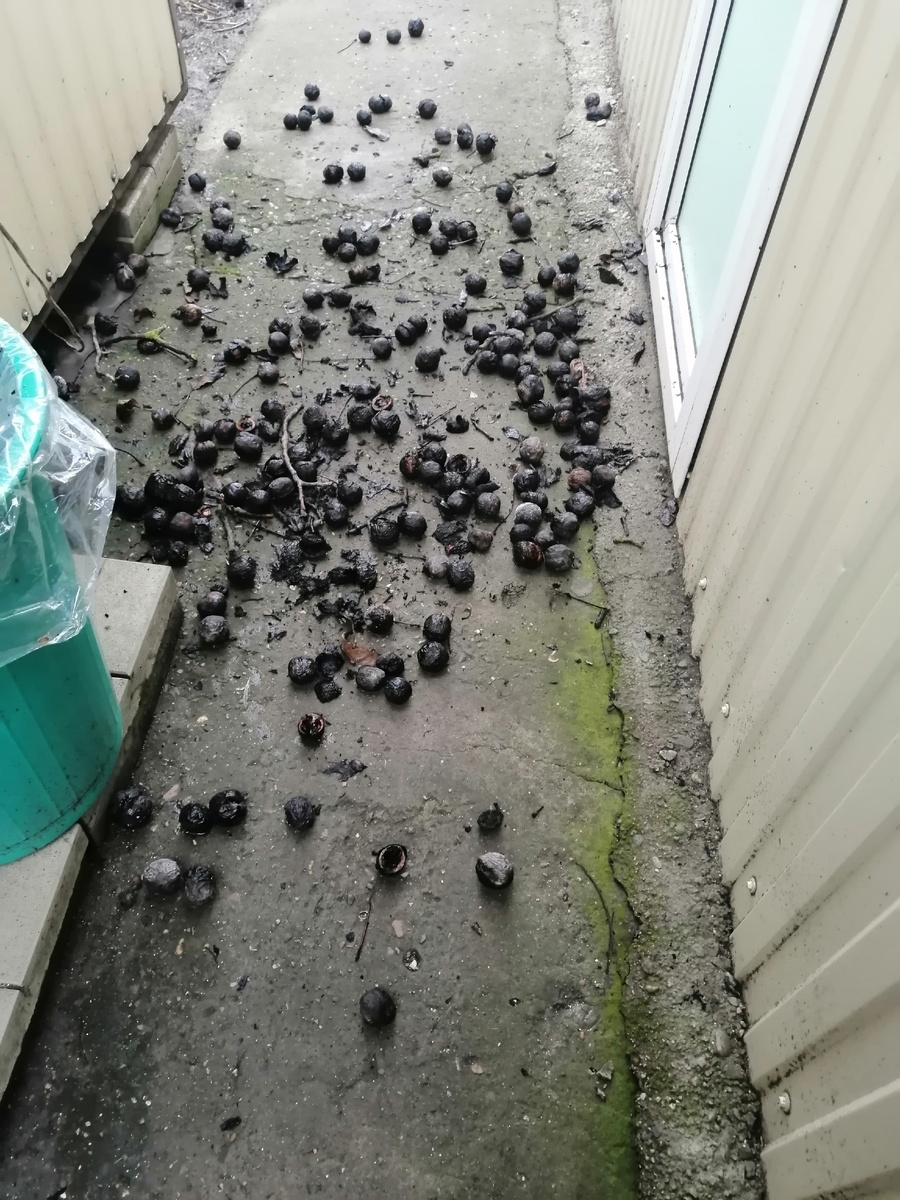 Орехи с крыши.