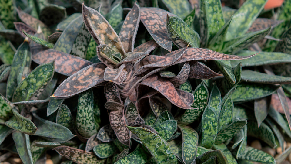 Гастерия. Фото: shutterstock.com