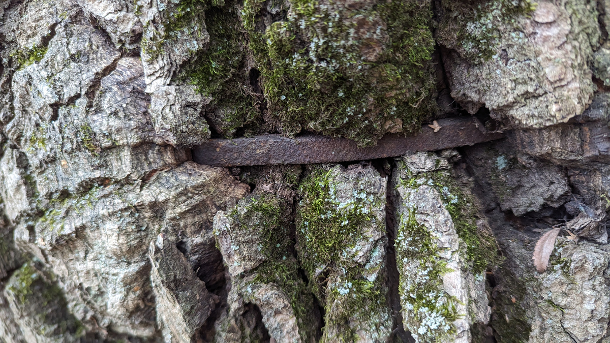По этим скобам душегубы забирались на дуб, чтобы повернуть прожектор на место расстрела.