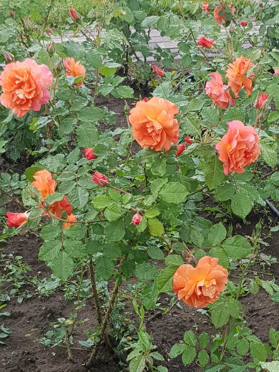 Просто цветы. Фото автора