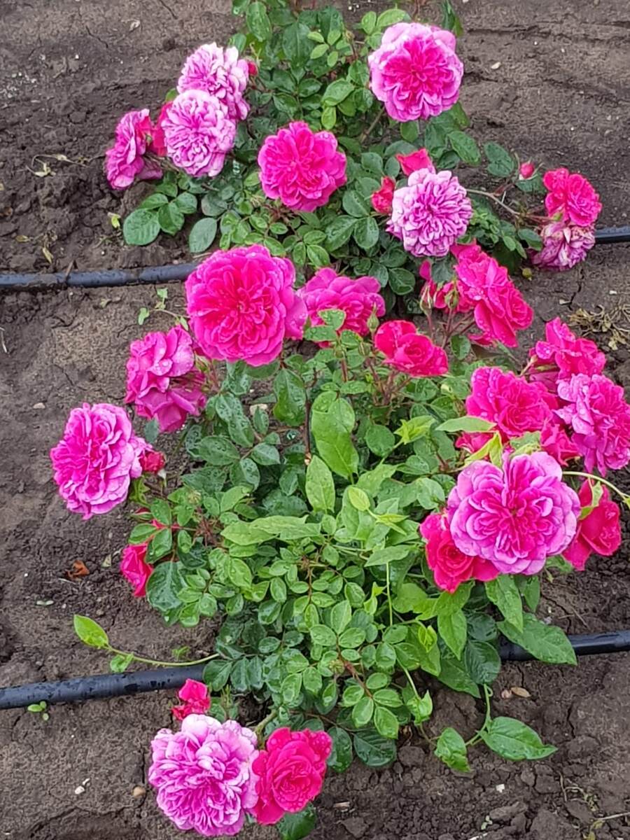 Просто цветы. Фото автора