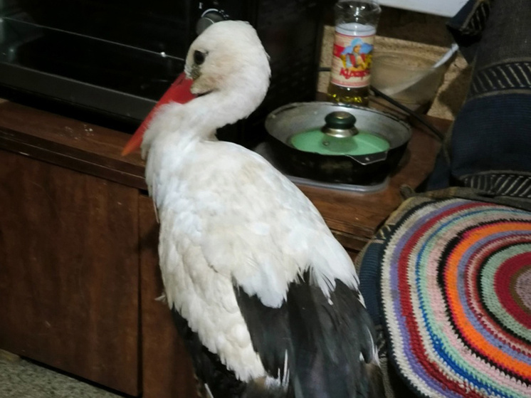 Аист в Неси, НАО. Фото: Анна Канюкова