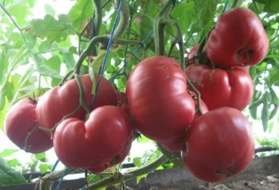 Сортовой томат "Розовый мед" 