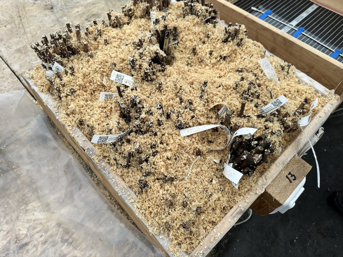 Установленные на проращивание 1000 саженцев винограда.