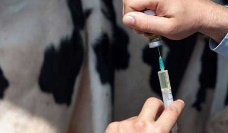    Опасен ли ящур для человека и меры предосторожности