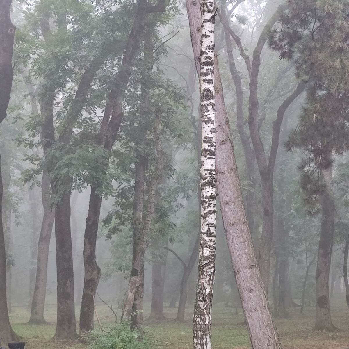 Сказочный лес. Фото автора