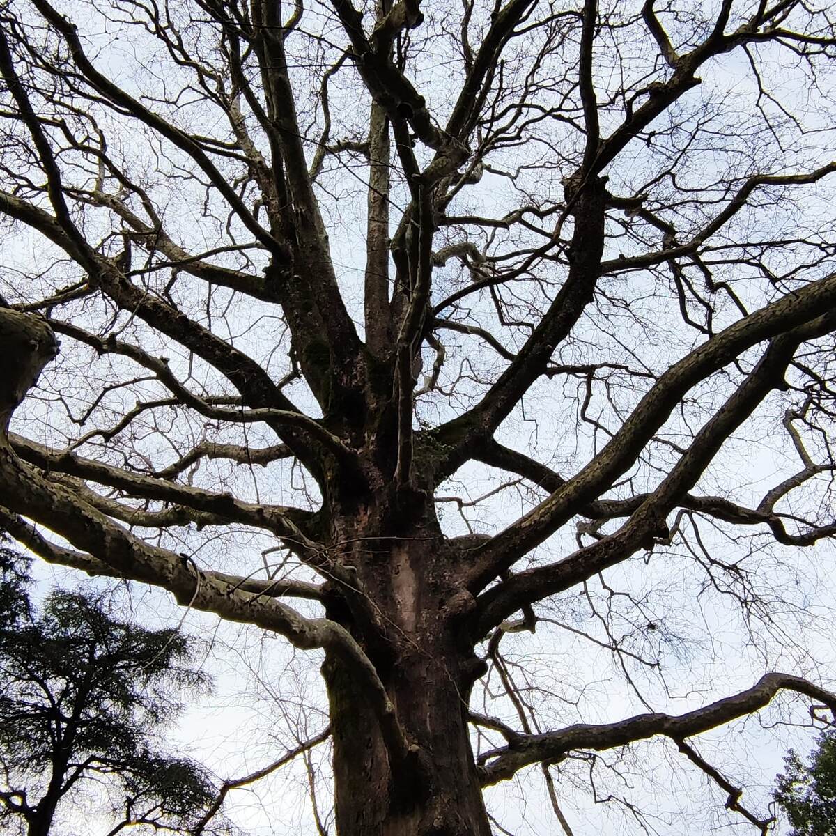 Столетнее дерево. Фото автора