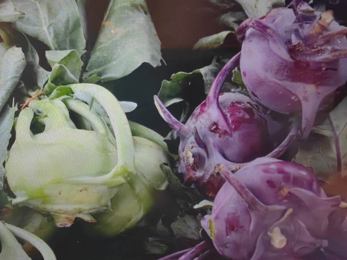 Капуста кольраби. Фото автора 