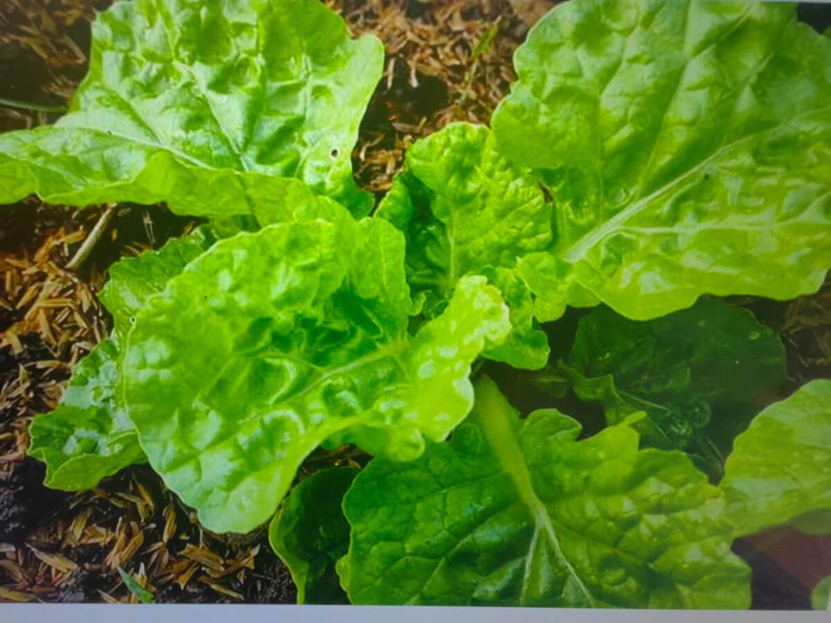 Капуста пекинская. Фото автора 