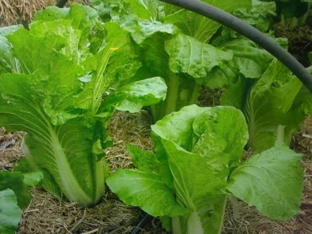 Пекинская капуста под дугами. Фото  из открытых источников