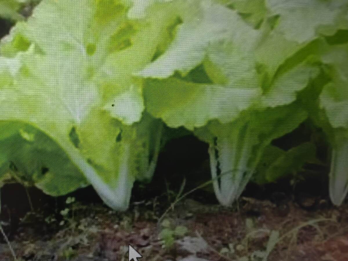 Рассада пекинской капусты. Фото из открытых источников