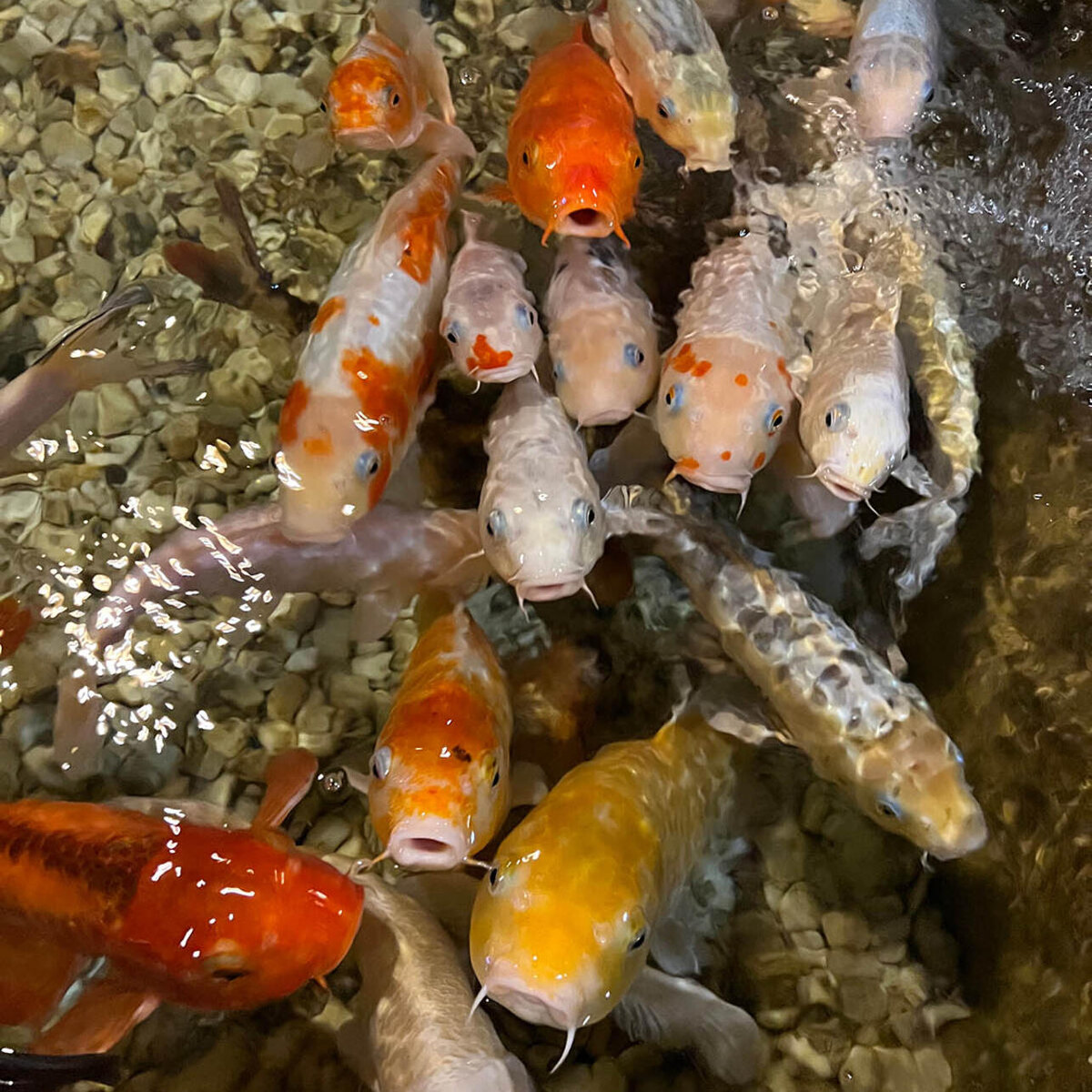     предоставлено Пресс-службой