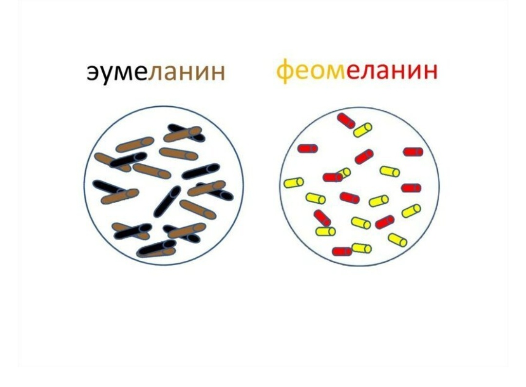 Виды меланина