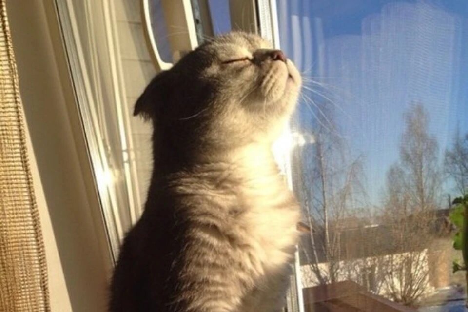 моё настроение вчера! источник Яндекс-картинки.