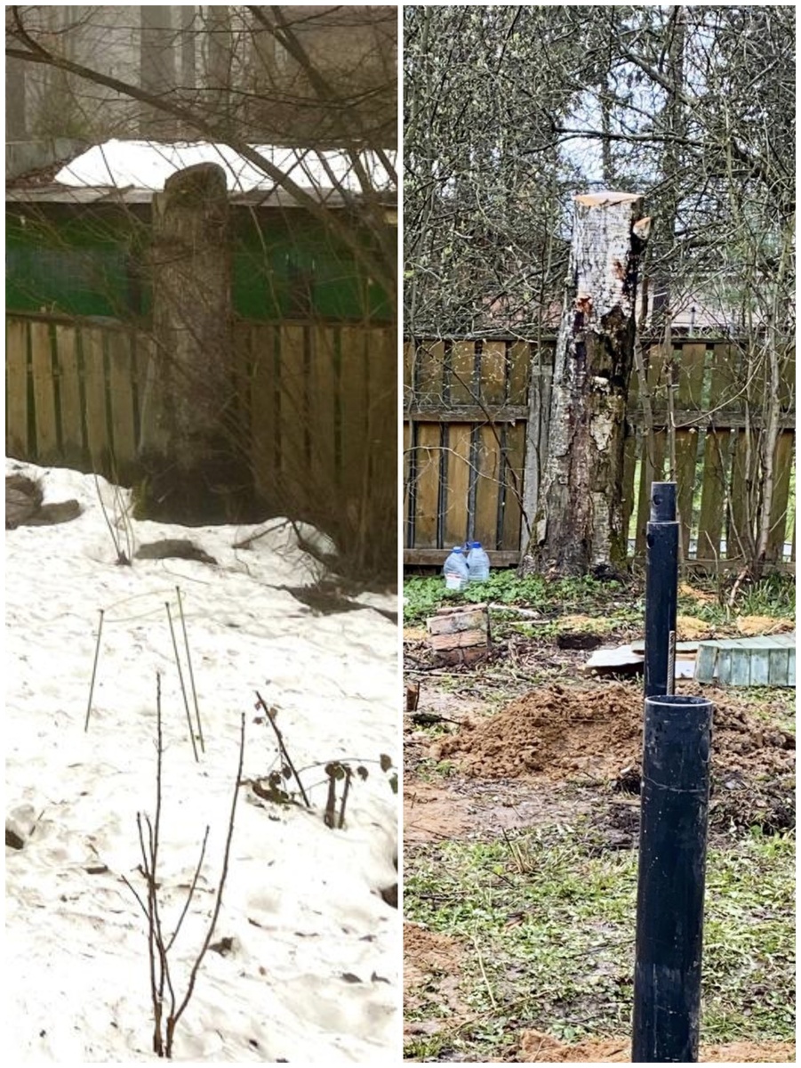 На коллаже слева остатки ели, справа березы. Они росли четко посреди забора и держали его на себе