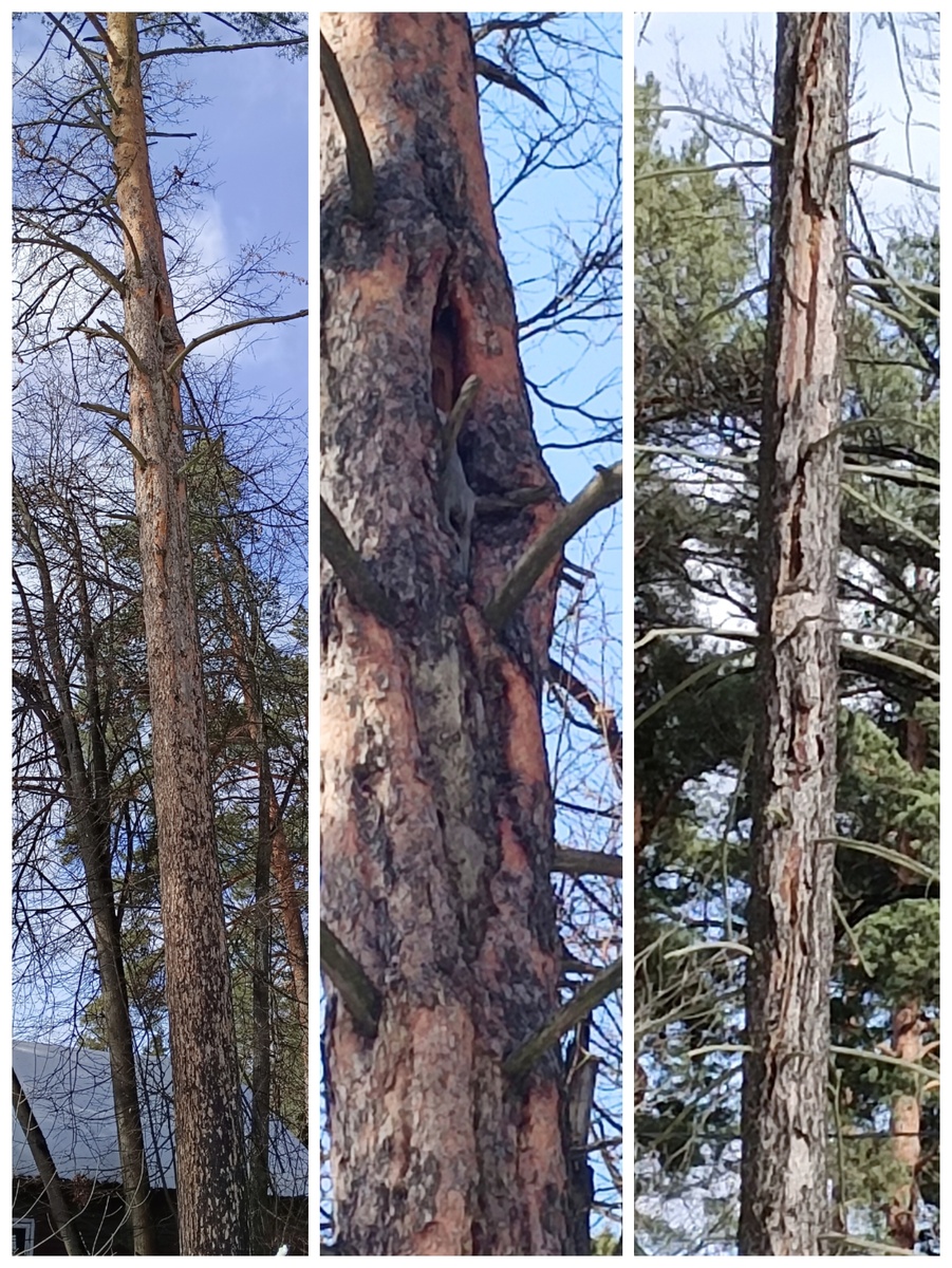 Первая и вторая фотографии - сосна с дуплом, третья ель