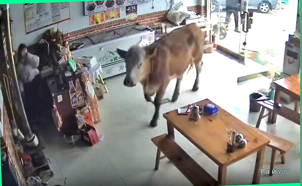   Фото - скриншот с видео, снятого на месте происшествия