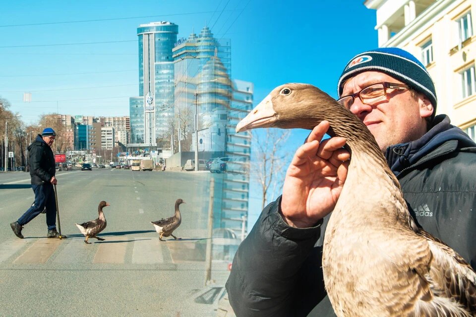 Пернатые спокойно чувствуют себя в городе. Фото: Кирилл САДЫКОВ