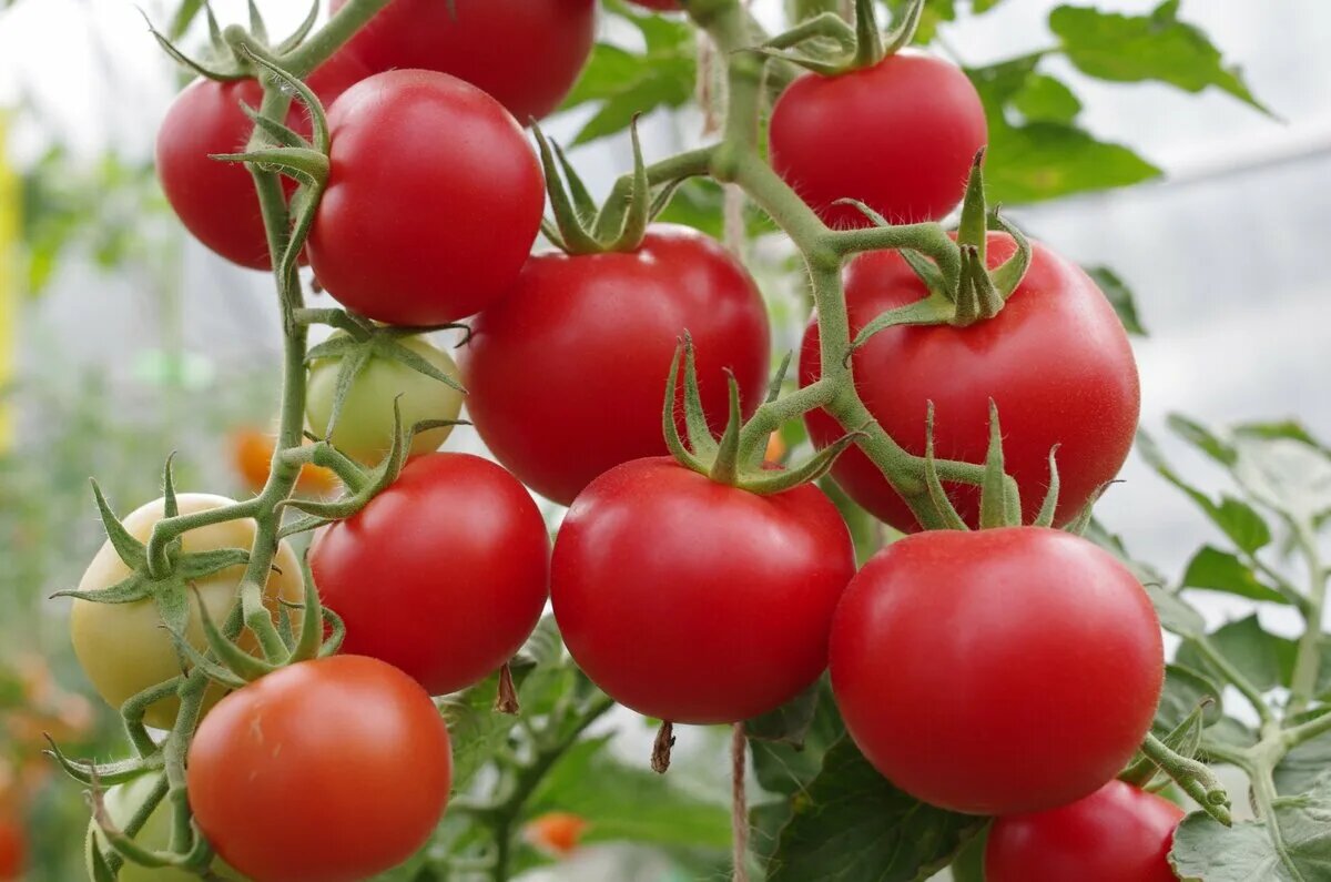 Томат Красная звезда