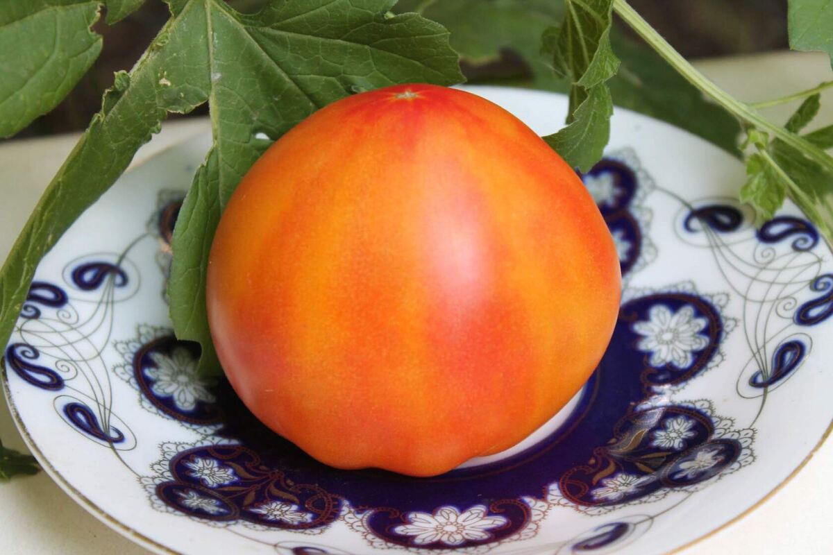 Томат Эверест