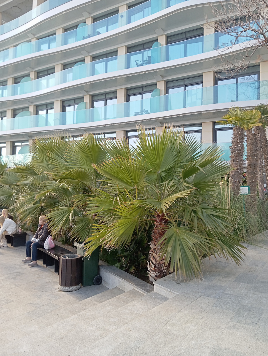 Ялта 2025 фото автора