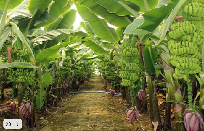 Банановая плантация. Источник: alanya1.com