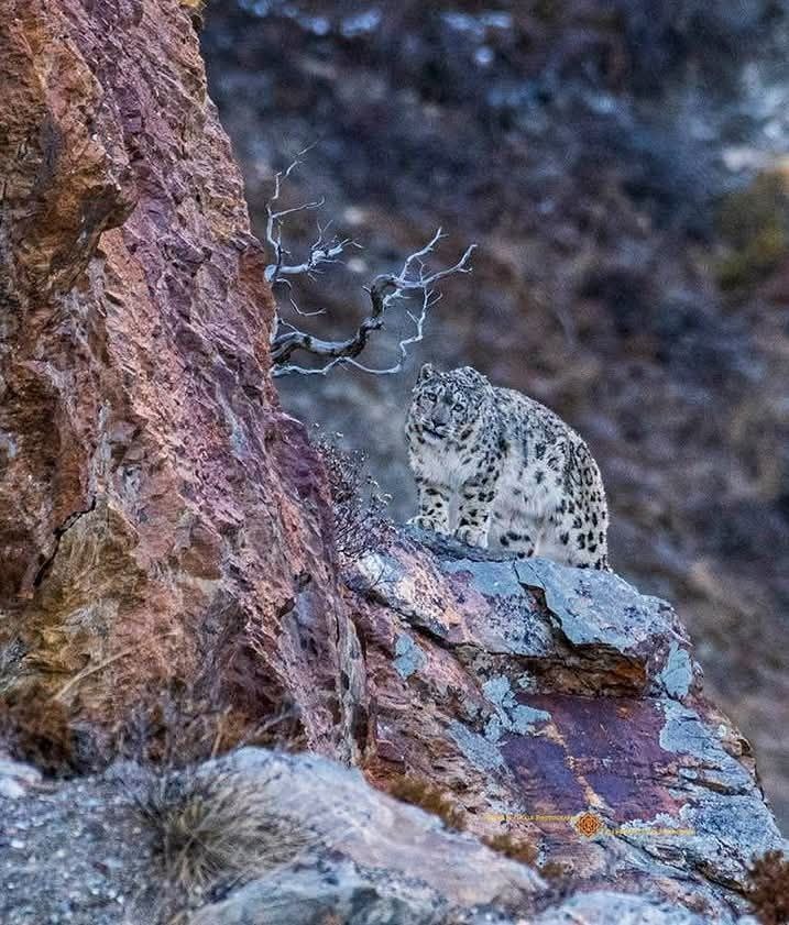 (с) Snow Leopard Trust. Ирбис смотрит в объектив фотографа и не убегает. 