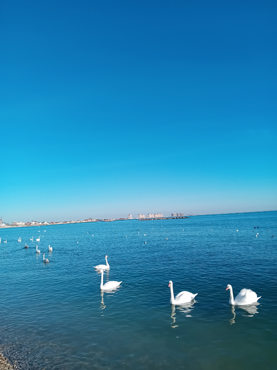 Авторское фото. Лебеди сегодня, 27-го января 2025 г. 