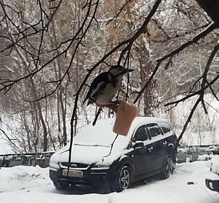 фото через стекло. Дятел