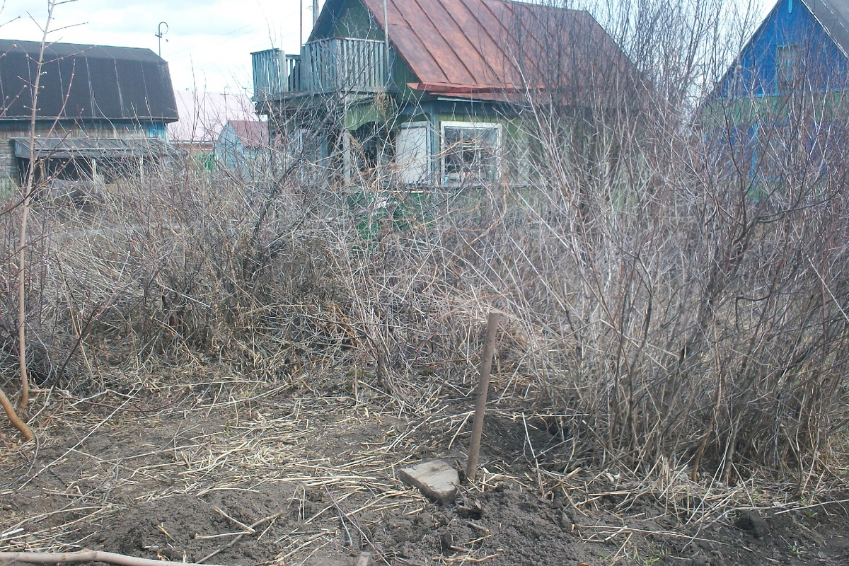Именно те кусты вишни, которые подлежали корчёвке