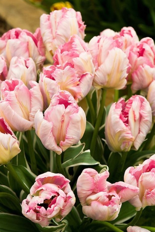 Тюльпан сорта Эльзенбург