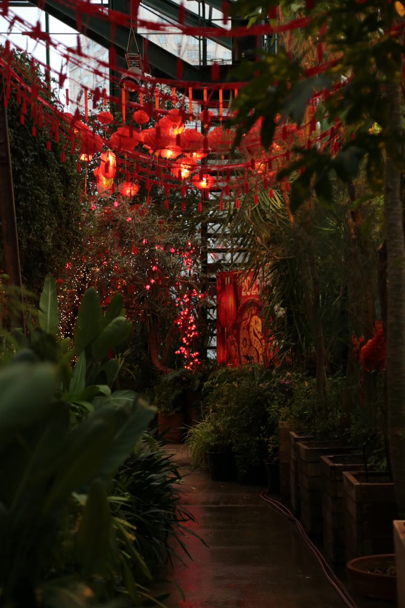 Аптекарский огород. Китайский Новый год. Фото автора 