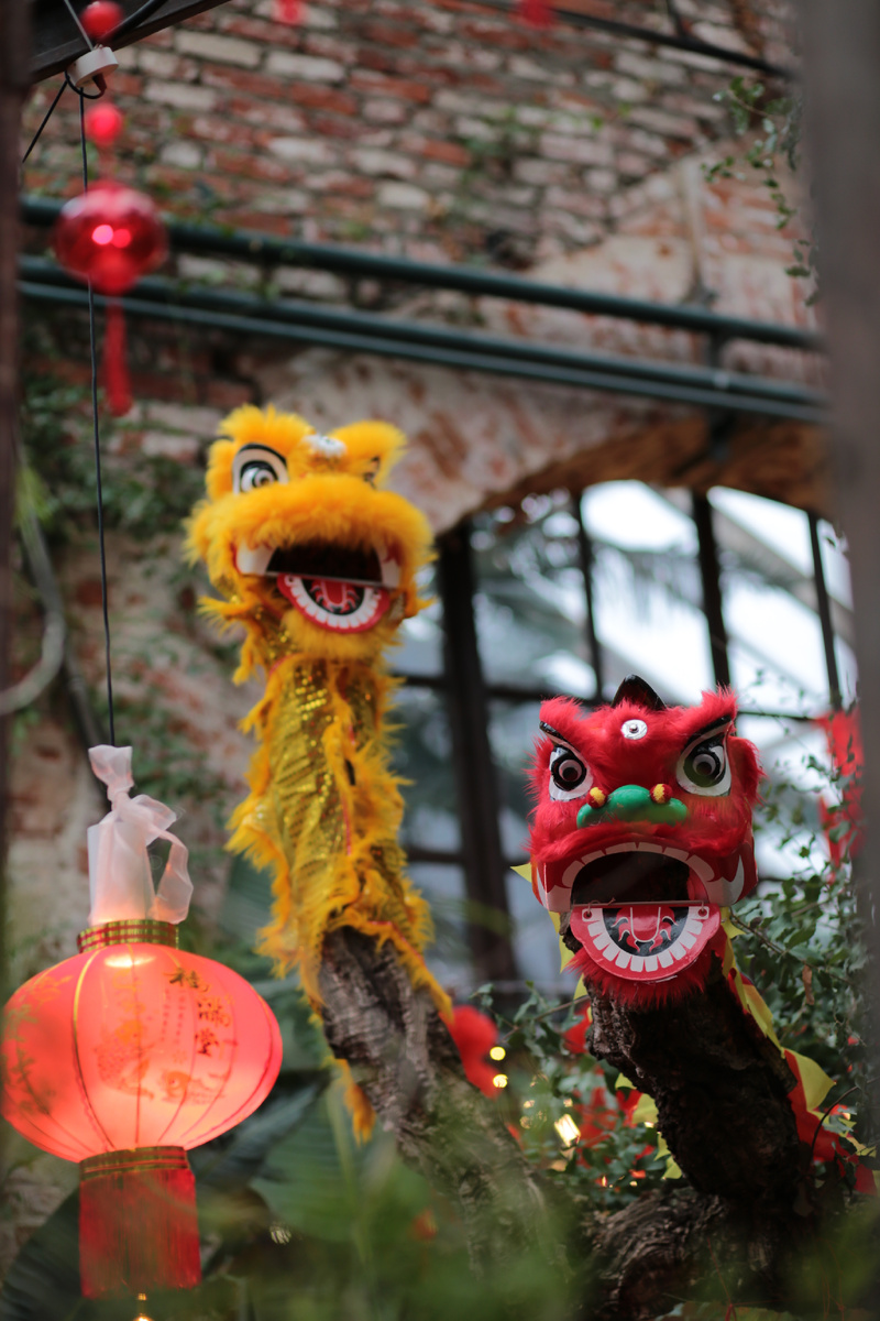 Дракон и лев Китайский Новый год в Аптекарском огороде. Фото автора