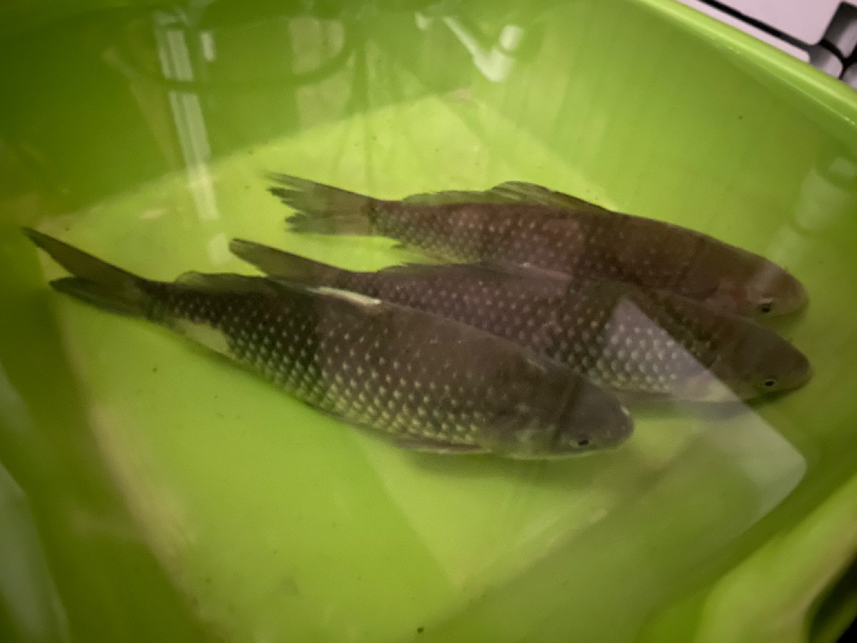 Живые караси