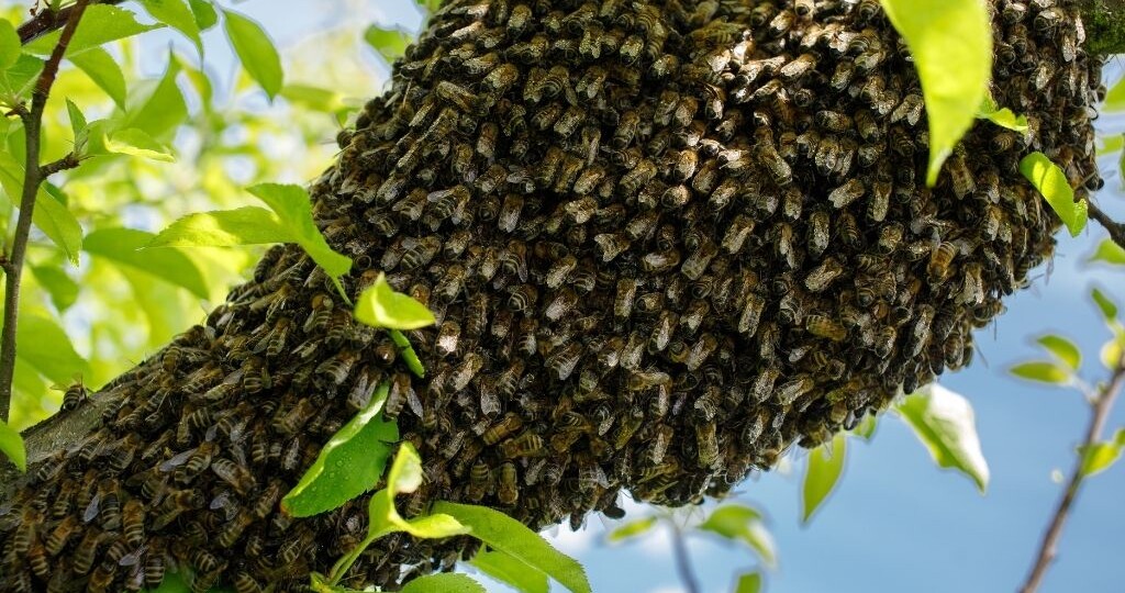 КАК УВЕЛИЧИТЬ ПАСЕКУ дополнение