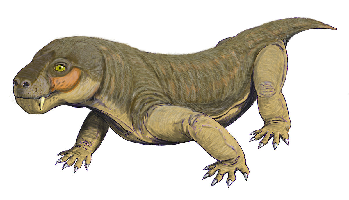 Эучамберсия от Дмитрия Богданова.