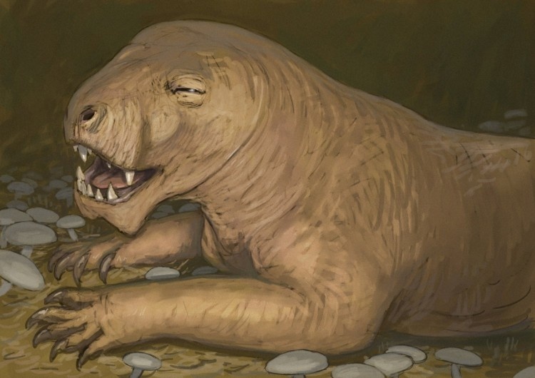 Эучамберсия отдыхает.